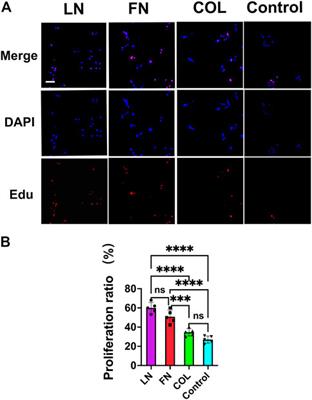 Frontiers Effects Of Ecm Proteins Laminin Fibronectin And Type Iv